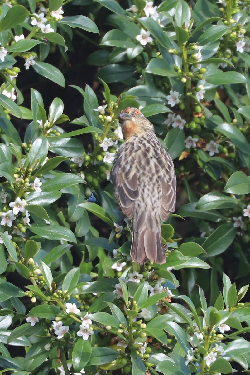 Şili Yaprak Kotingası - ML647003727