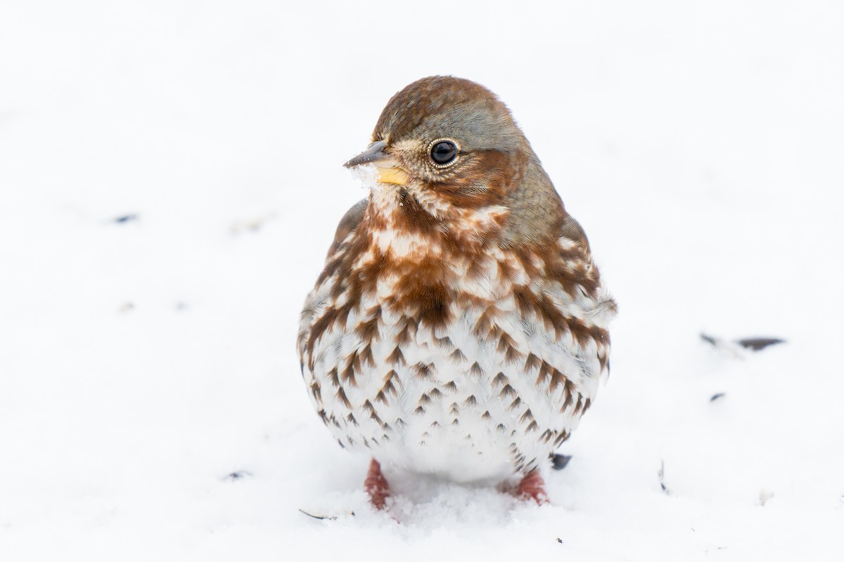 strnadec kaštanový (ssp. iliaca/zaboria) - ML647003732