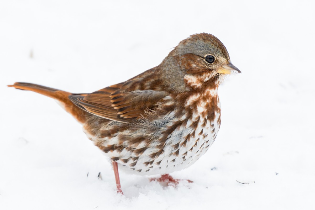 strnadec kaštanový (ssp. iliaca/zaboria) - ML647003733