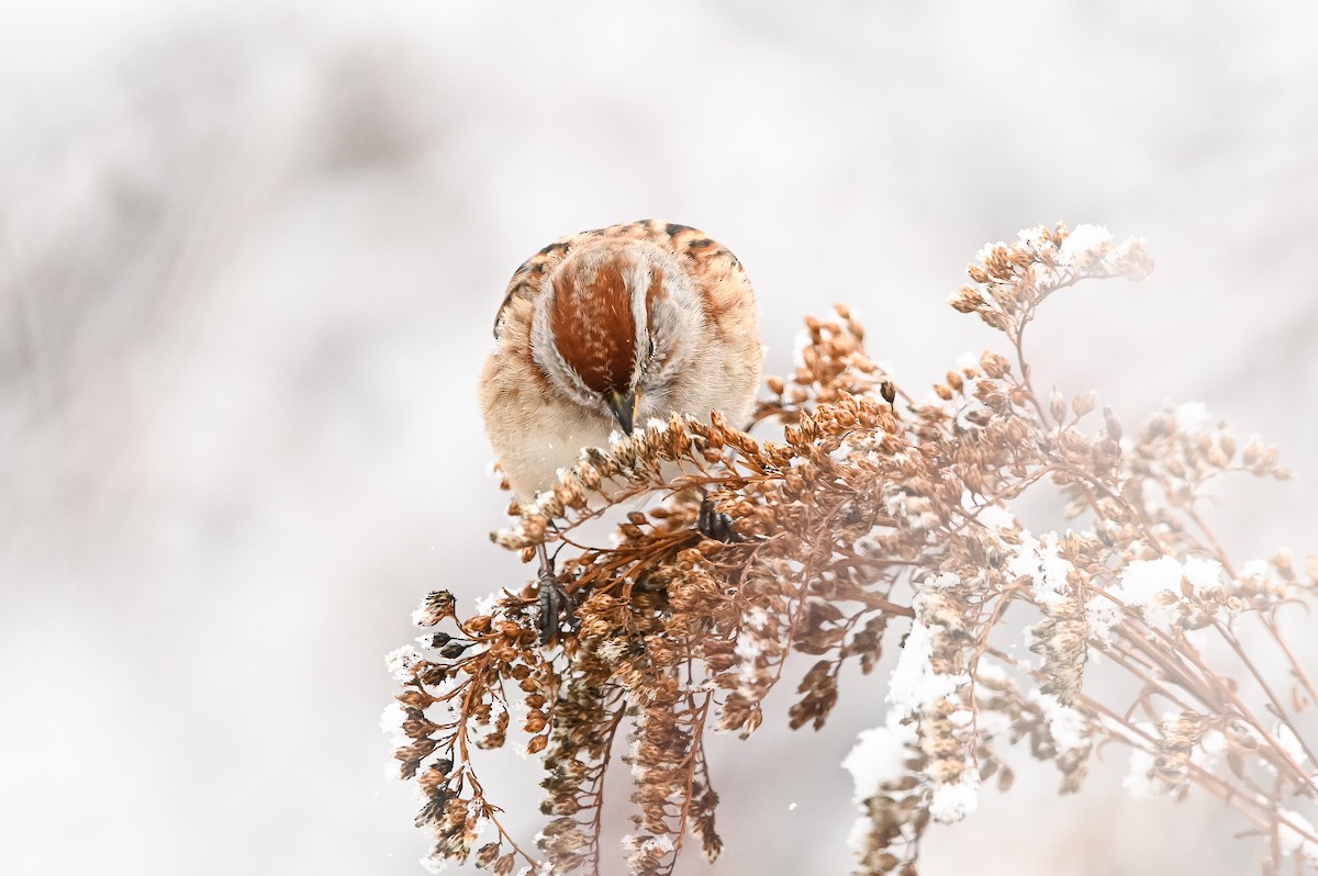 American Tree Sparrow - ML647003735