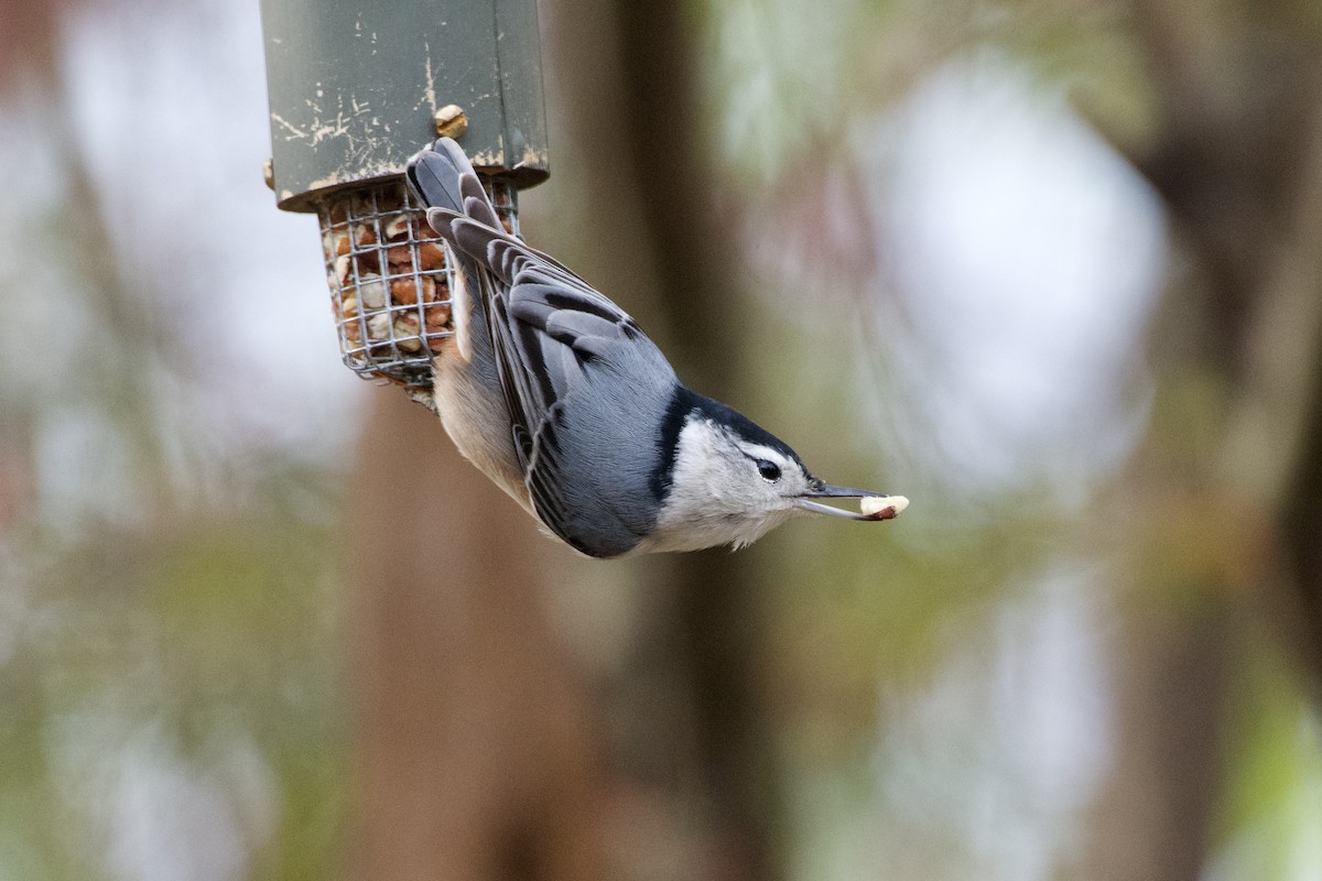 White-breasted Nuthatch - ML647003738
