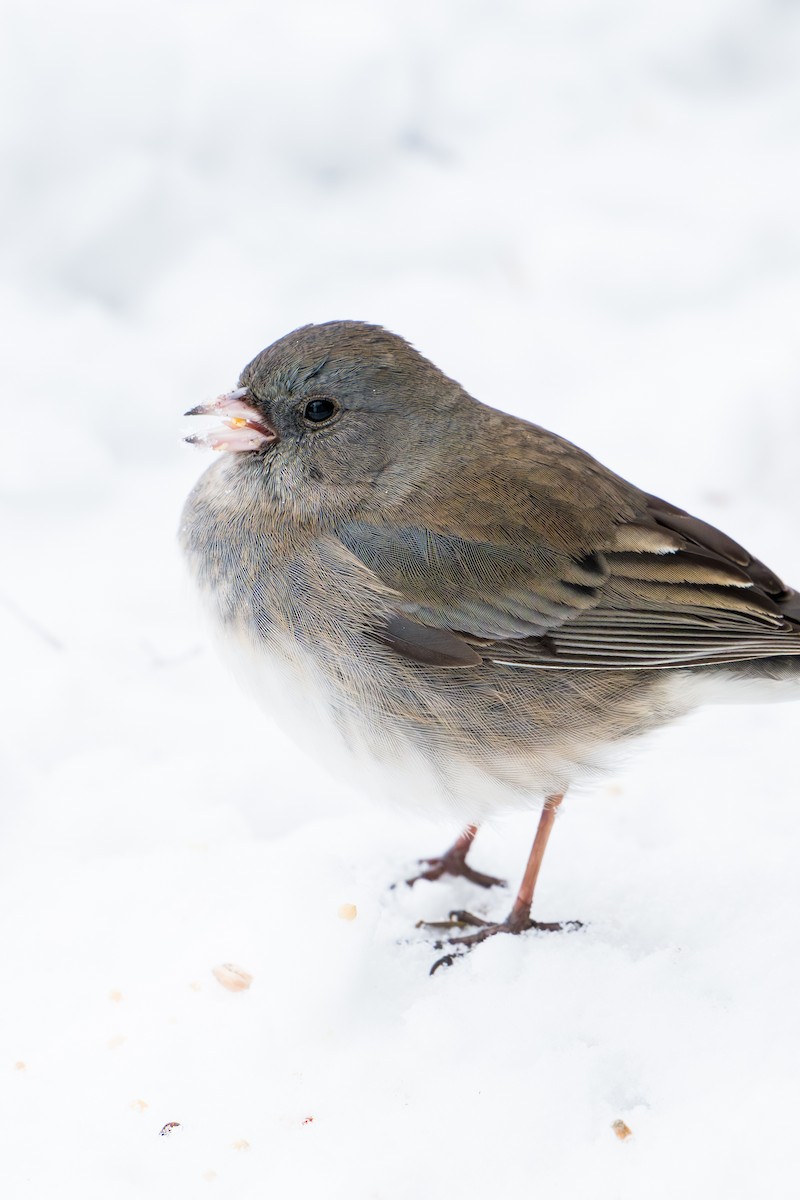 Dark-eyed Junco (Slate-colored) - ML647003741