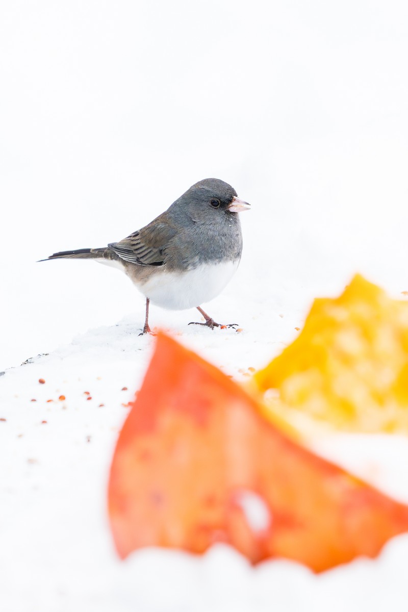 Dark-eyed Junco (Slate-colored) - ML647003742