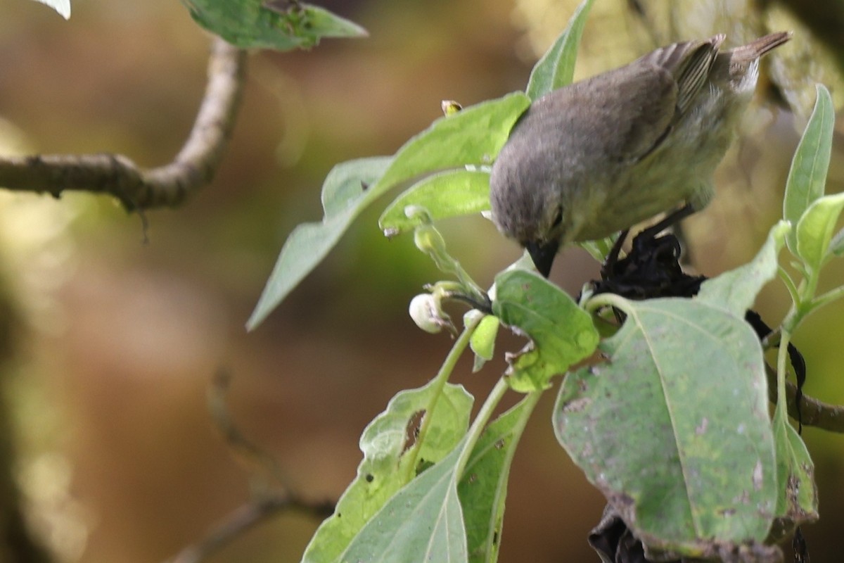 Woodpecker Finch - ML647003745