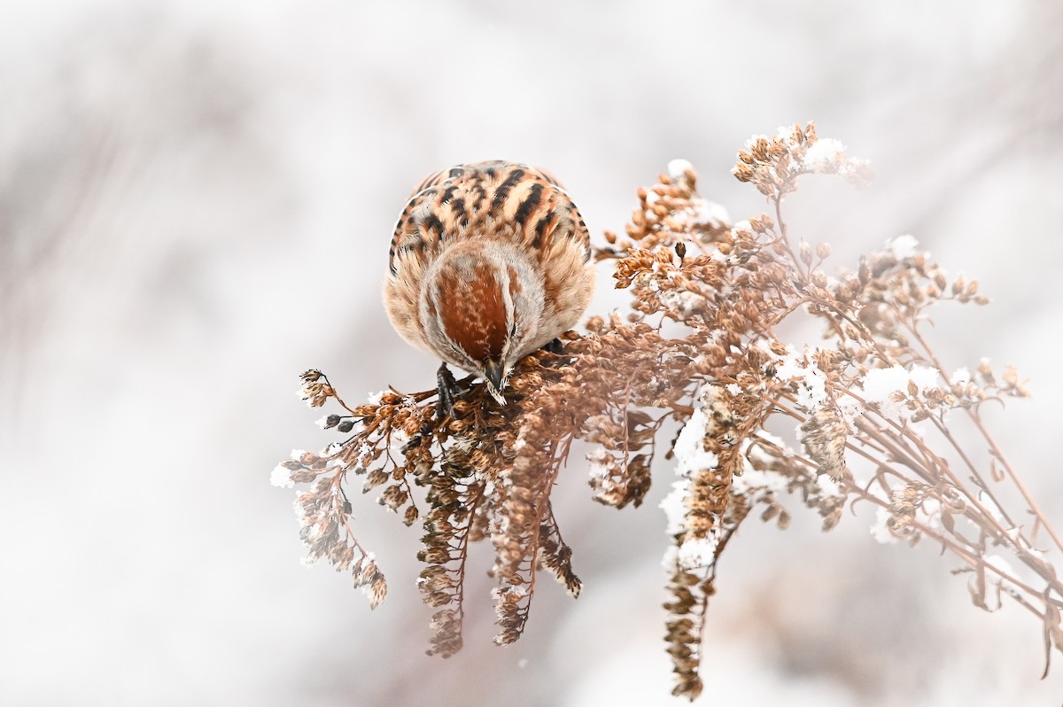 American Tree Sparrow - ML647003748