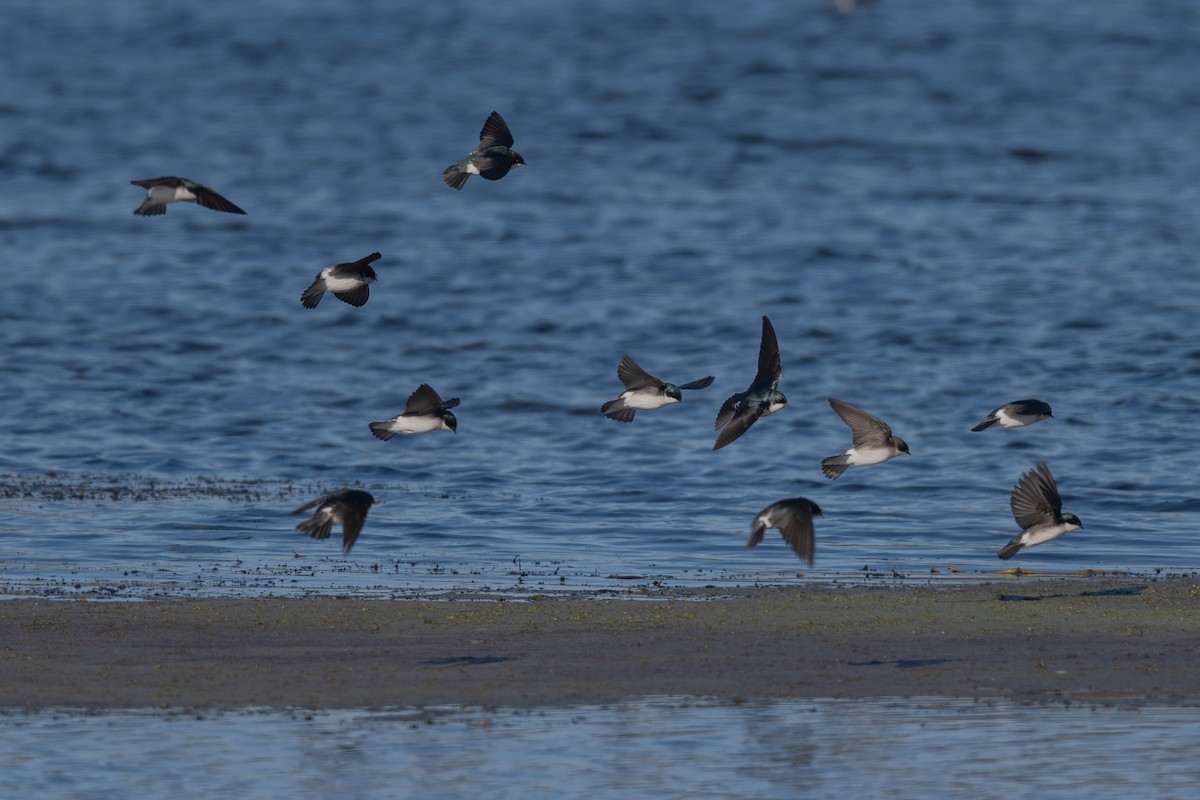 Tree Swallow - ML647003749