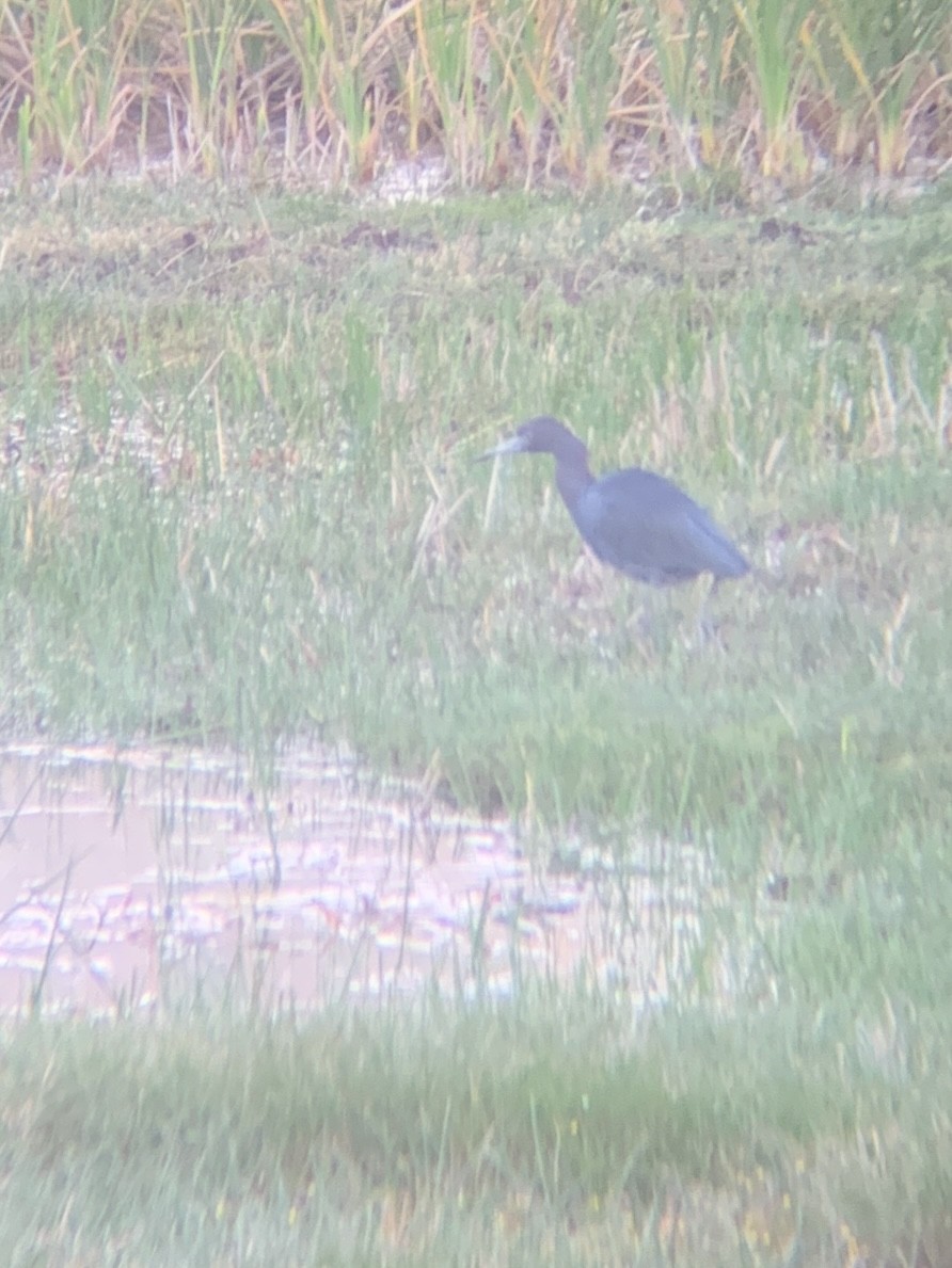 Little Blue Heron - ML647003754