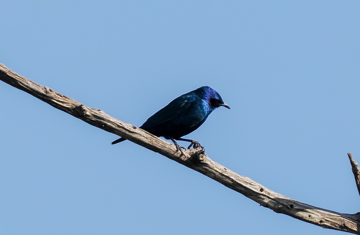 Greater Blue-eared Starling - ML647003755