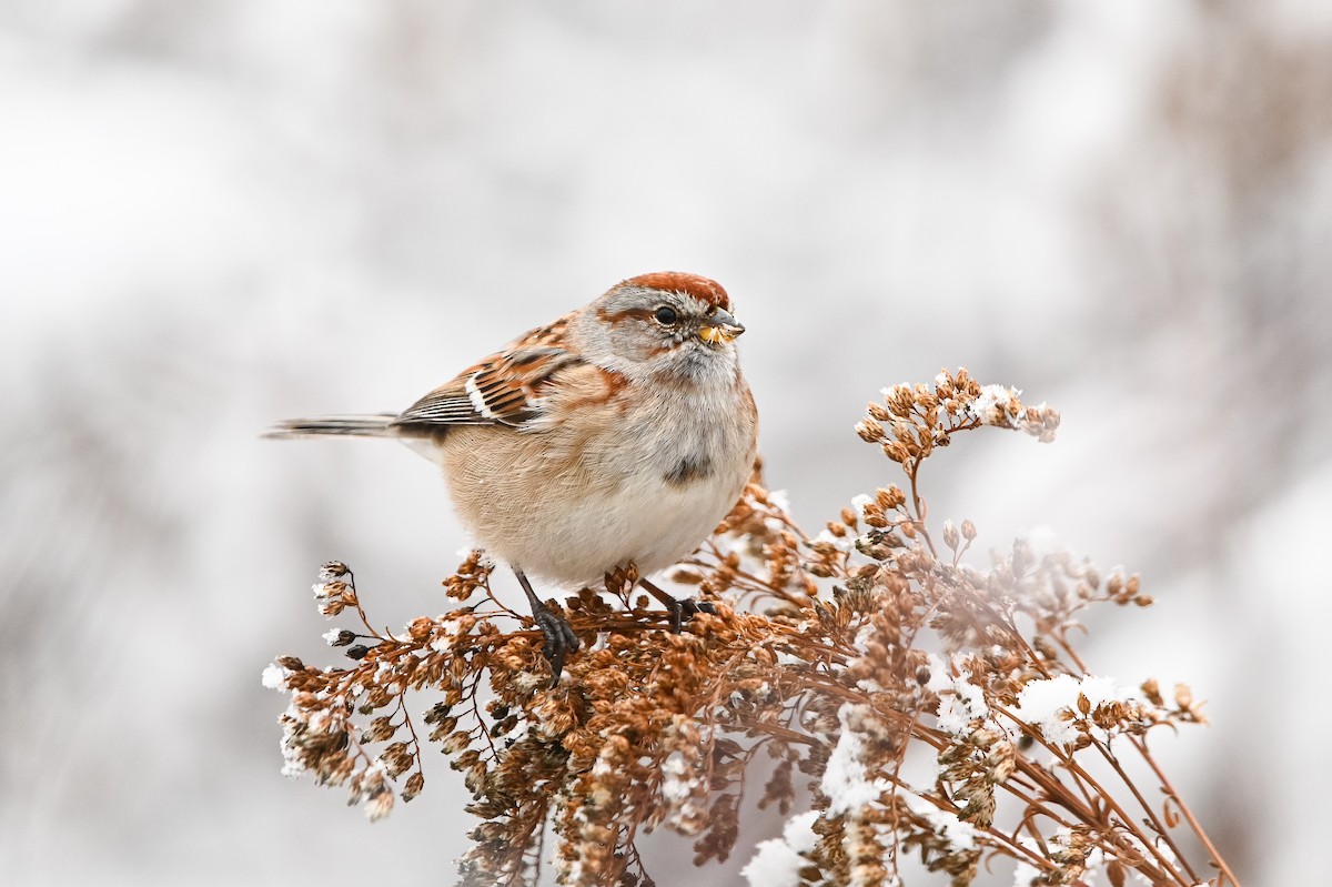 American Tree Sparrow - ML647003756
