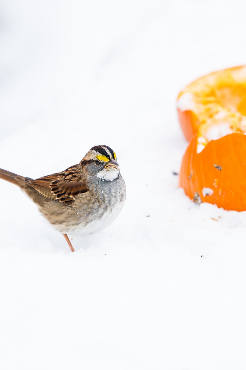 White-throated Sparrow - ML647003758
