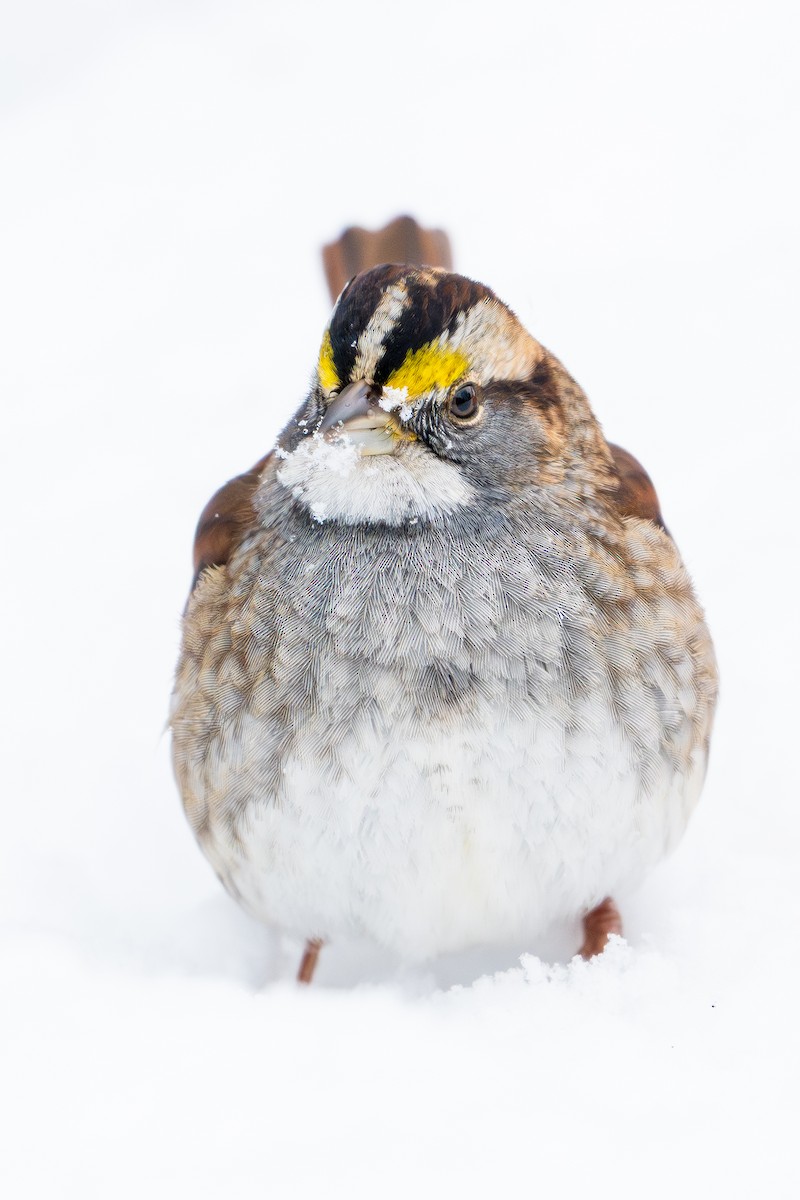 White-throated Sparrow - ML647003759