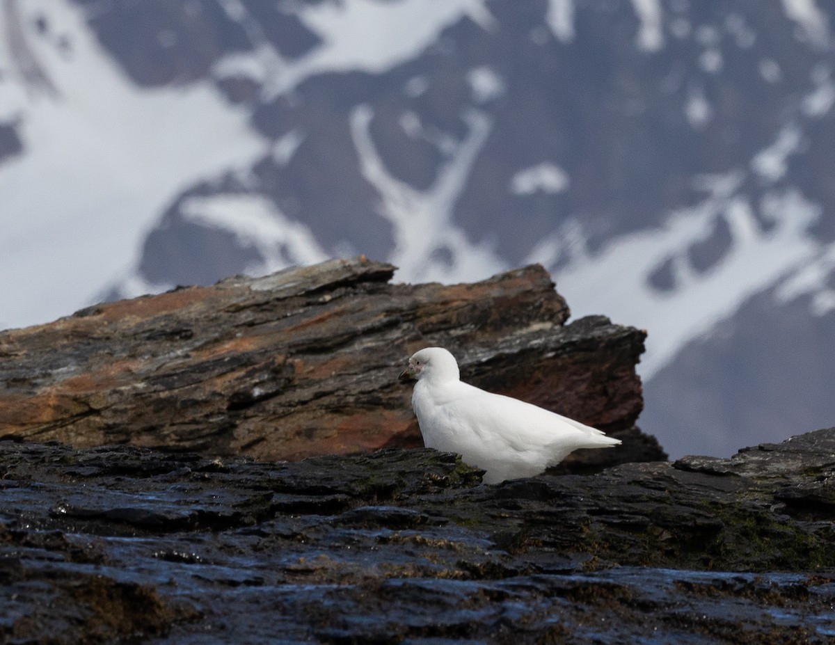 Picovaina de las Malvinas - ML647003762