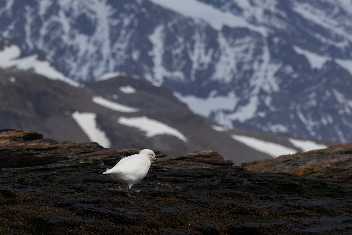 Picovaina de las Malvinas - ML647003763
