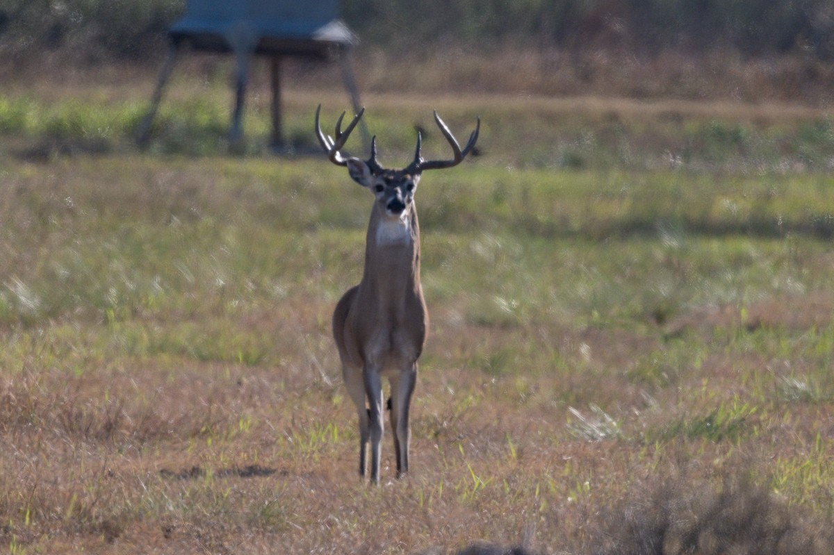 White-tailed Deer - ML647003764
