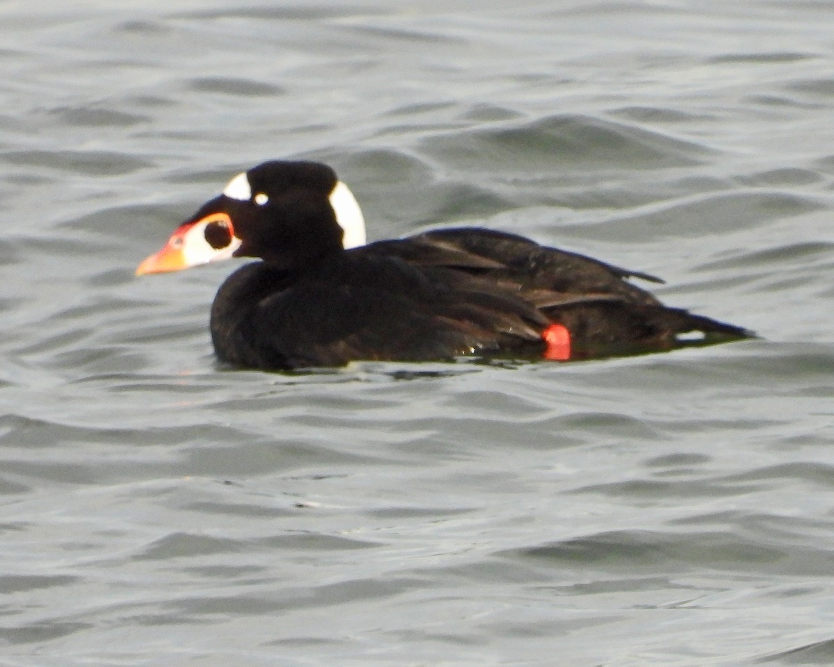 Yamalı Ördek - ML647003765