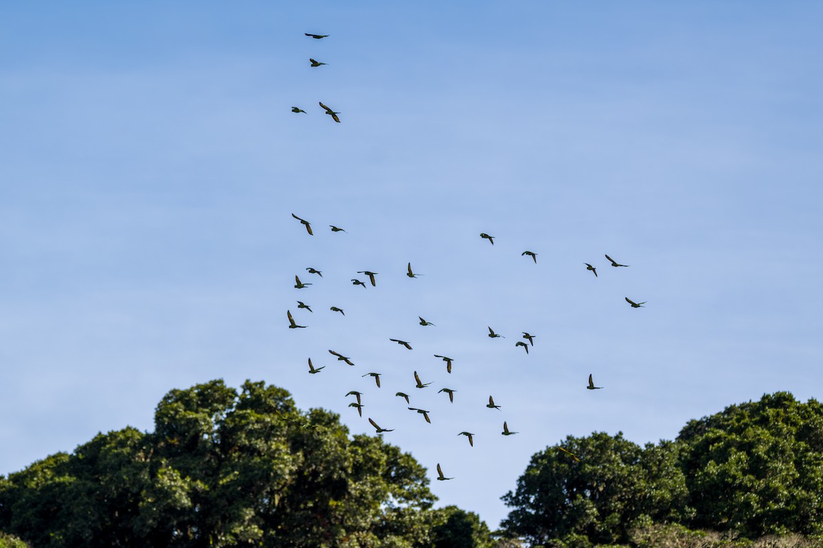 Аратинга червонолобий - ML647003766