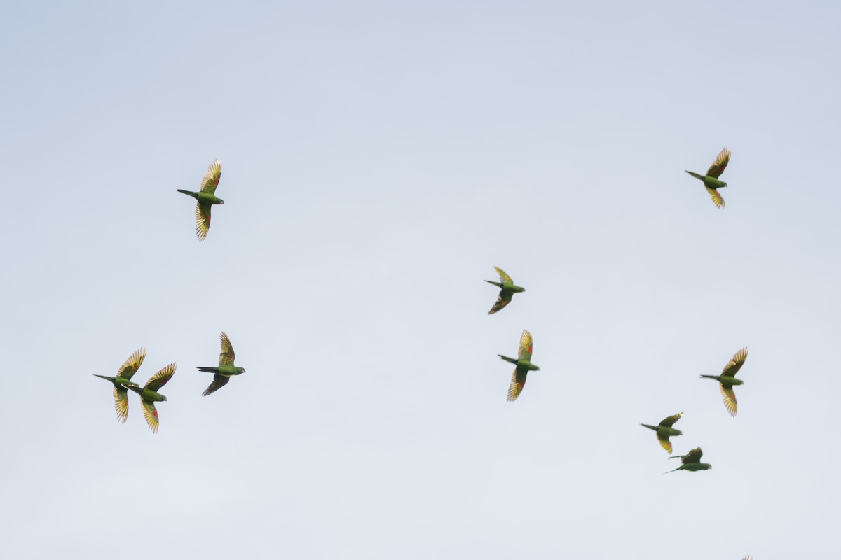 Аратинга червонолобий - ML647003768