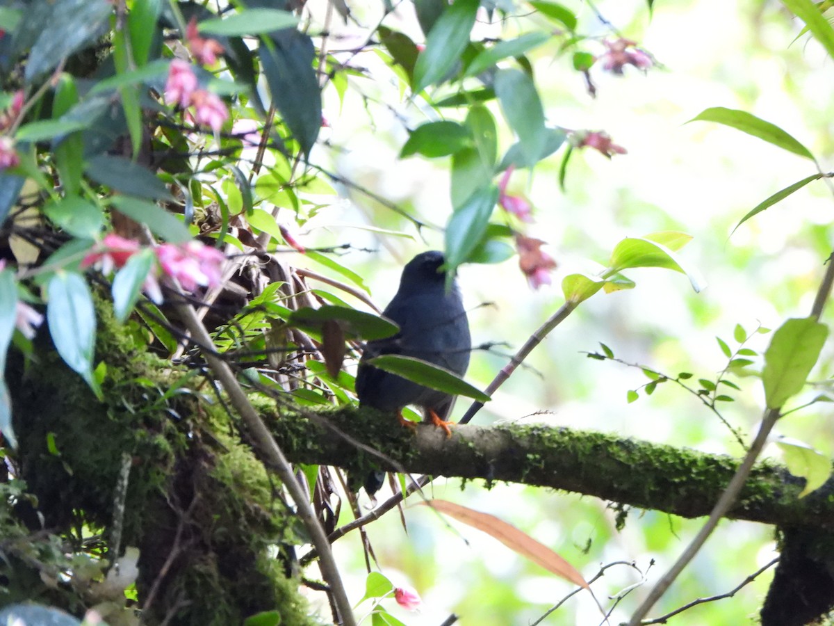 Black-faced Solitaire - ML647003771