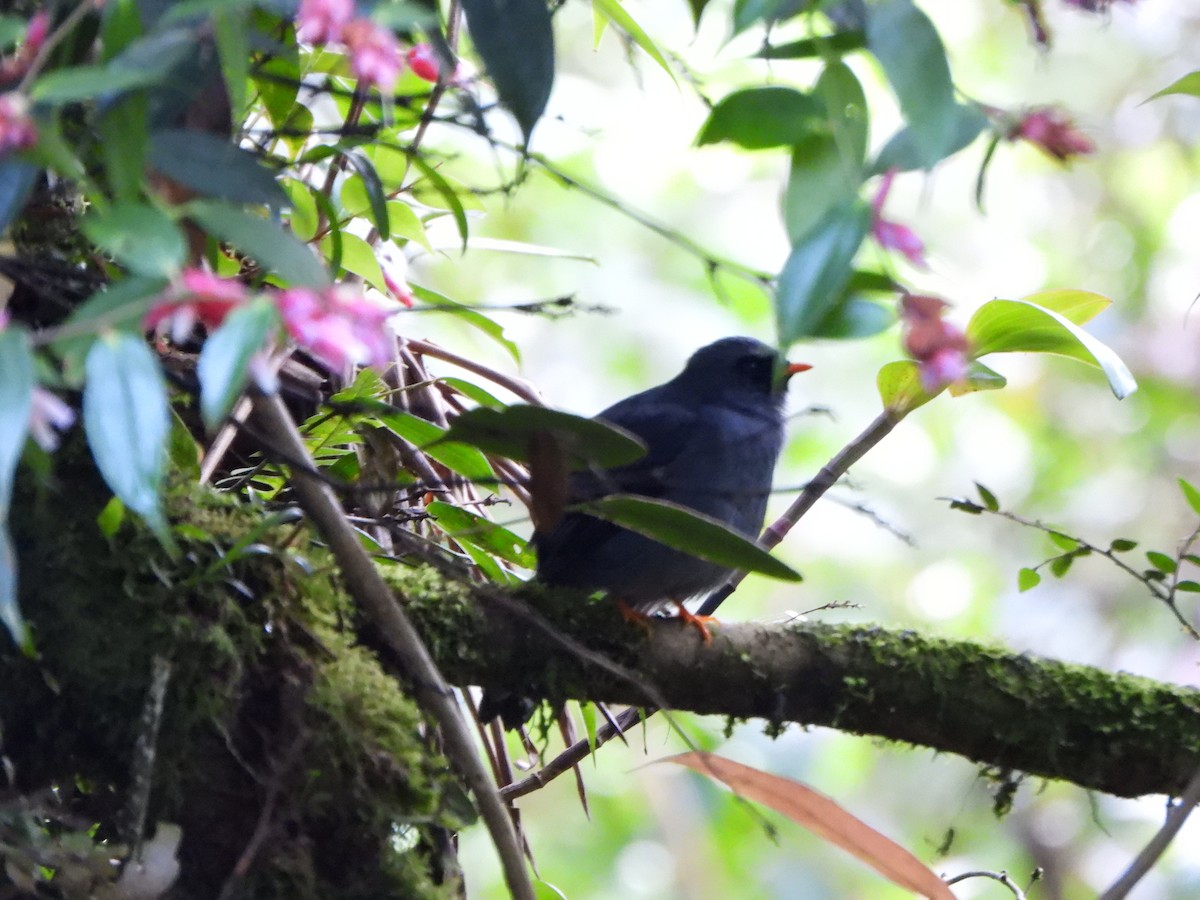 Black-faced Solitaire - ML647003772
