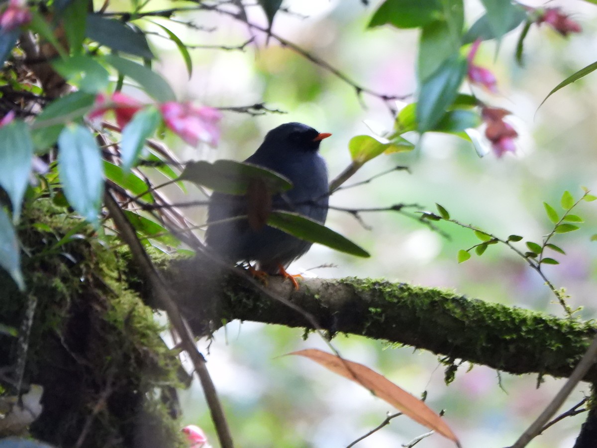Black-faced Solitaire - ML647003773