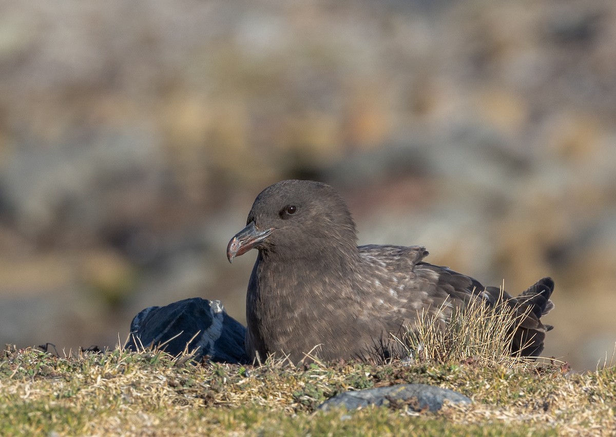Págalo Subantártico - ML647003776