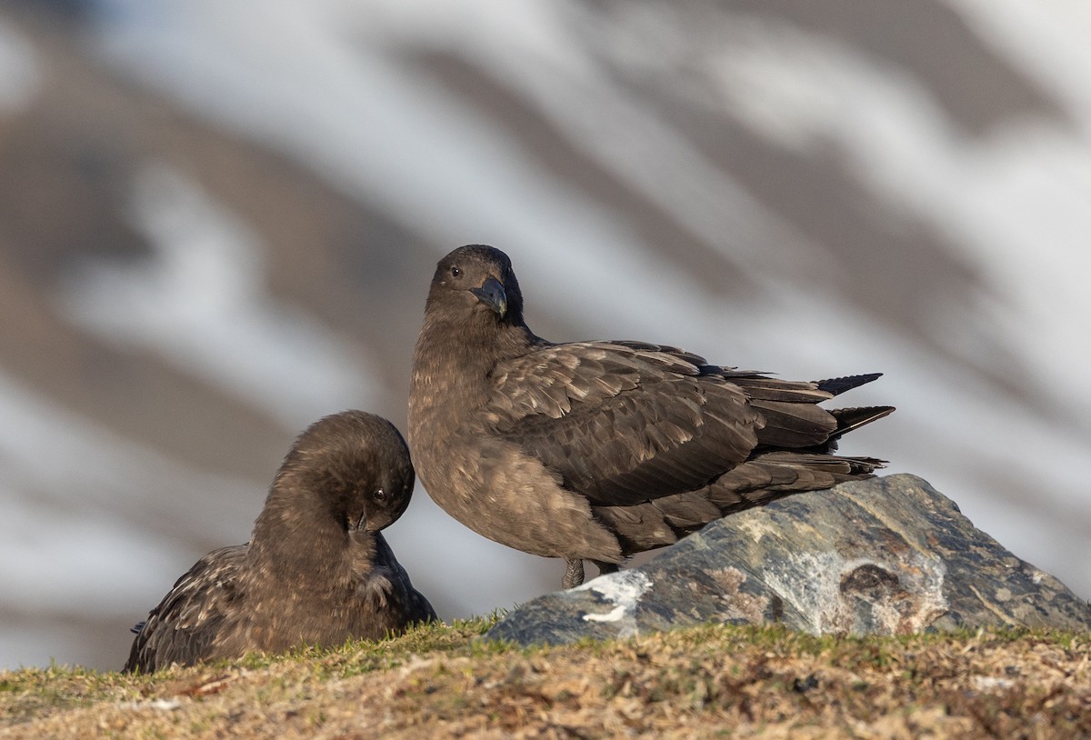 Págalo Subantártico - ML647003778