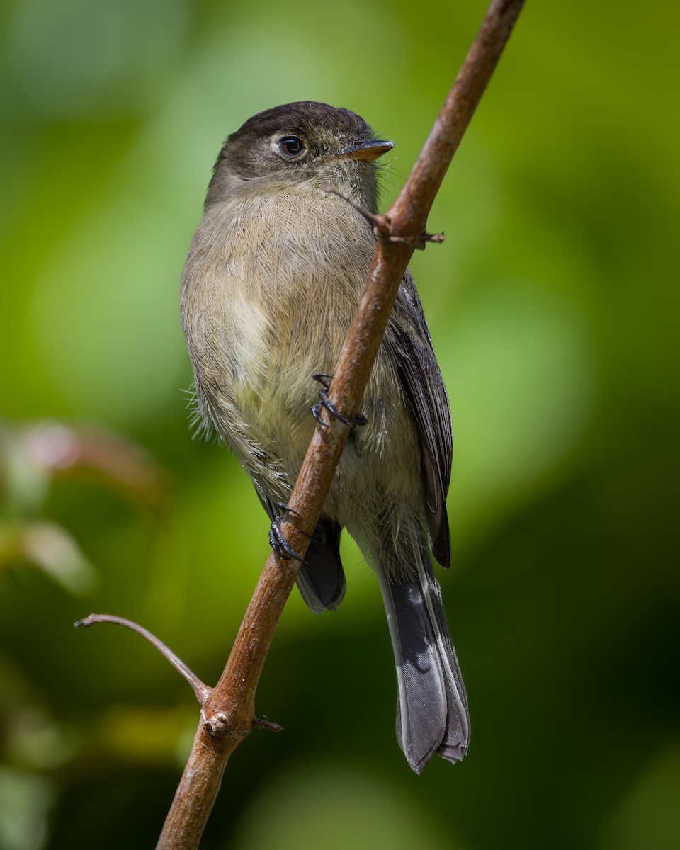 Black-capped Flycatcher - ML647003779
