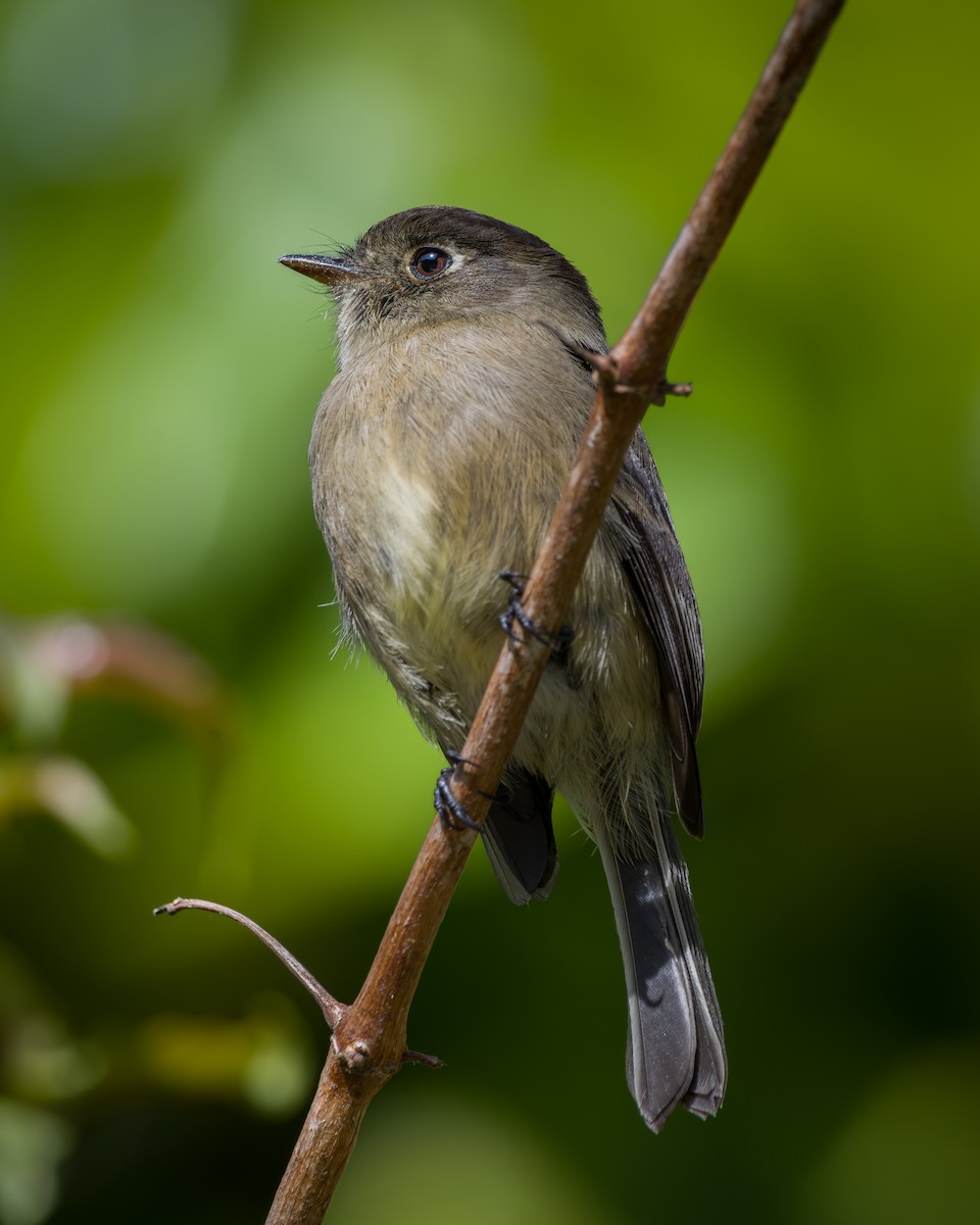 Black-capped Flycatcher - ML647003780