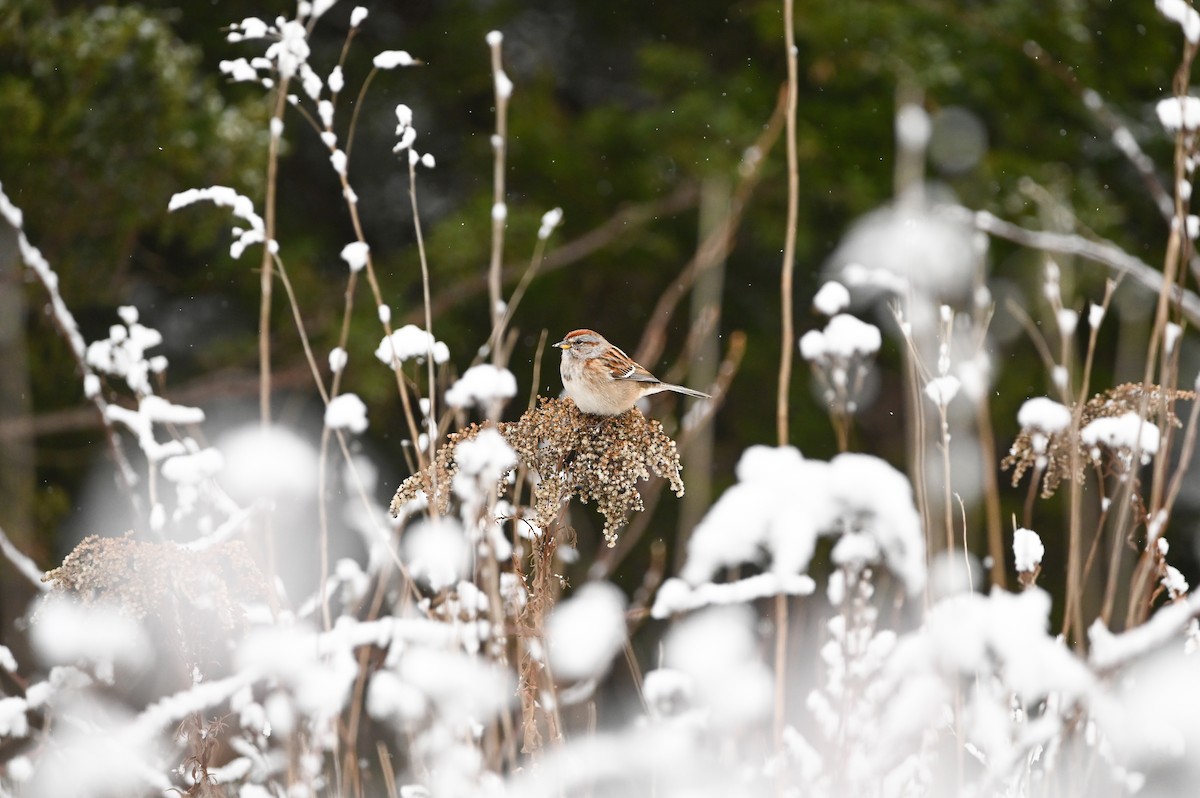 American Tree Sparrow - ML647003781