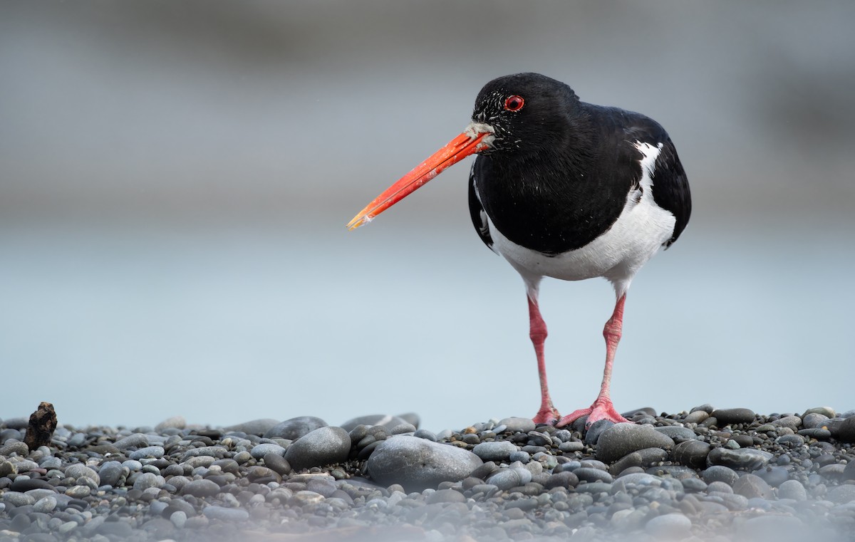 ミナミミヤコドリ - ML647003784