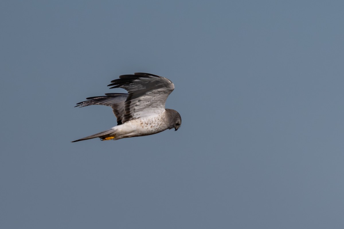 Northern Harrier - ML647003785