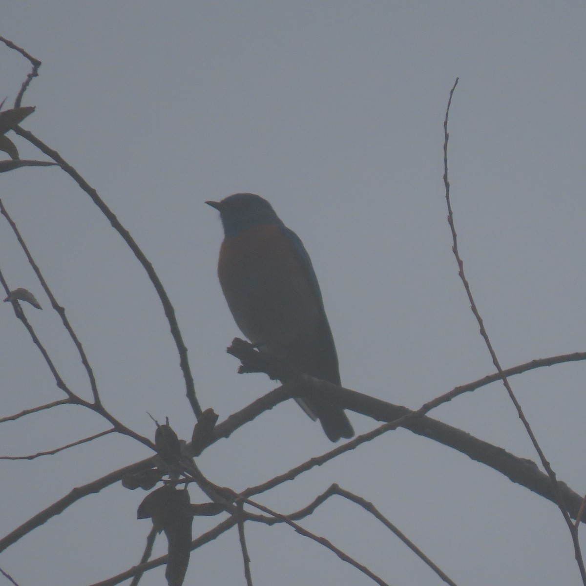 vestblåfugl - ML647003786