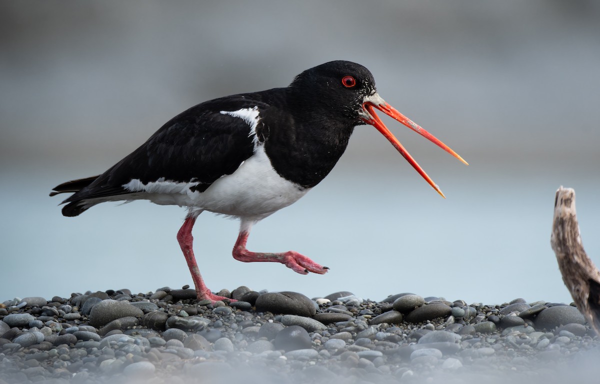 ミナミミヤコドリ - ML647003792