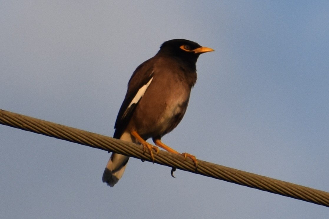 Common Myna - ML647003794