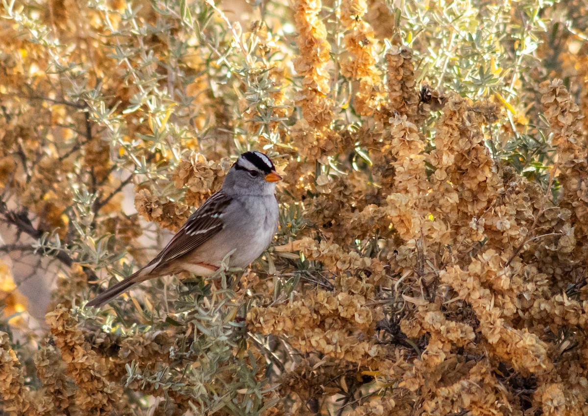 Dachsammer - ML647003797