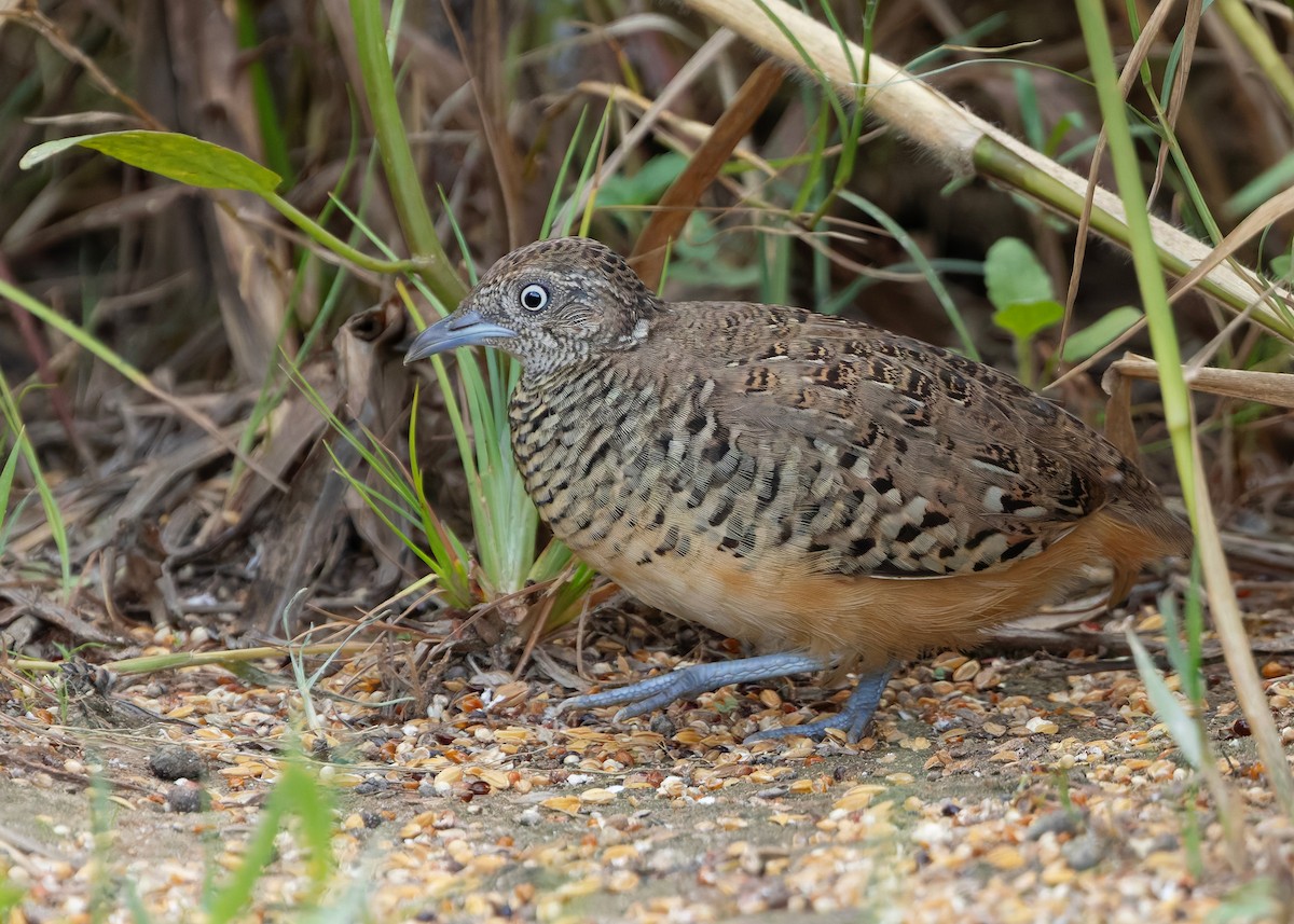 Barred Buttonquail - ML647003801