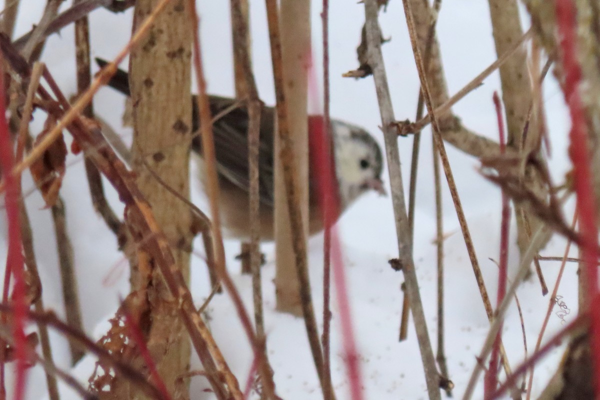 Dark-eyed Junco - ML647003809