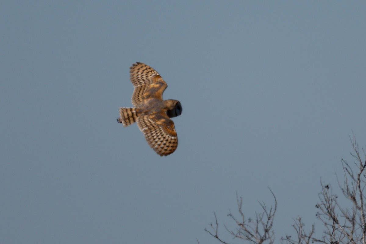 American Barn Owl - ML647003810