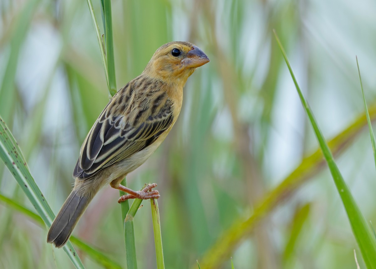 Ткачик золоточеревий - ML647003812