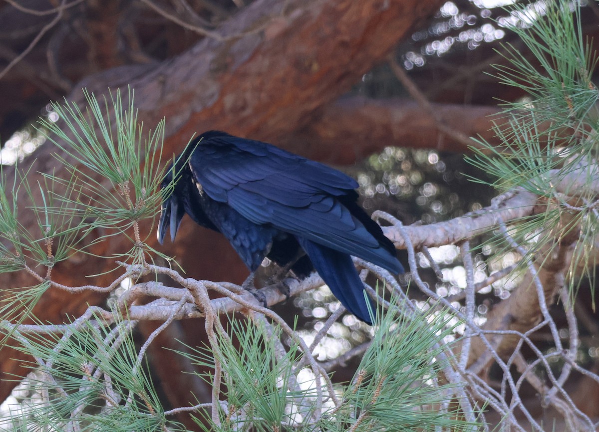 Corvo imperiale - ML647003813