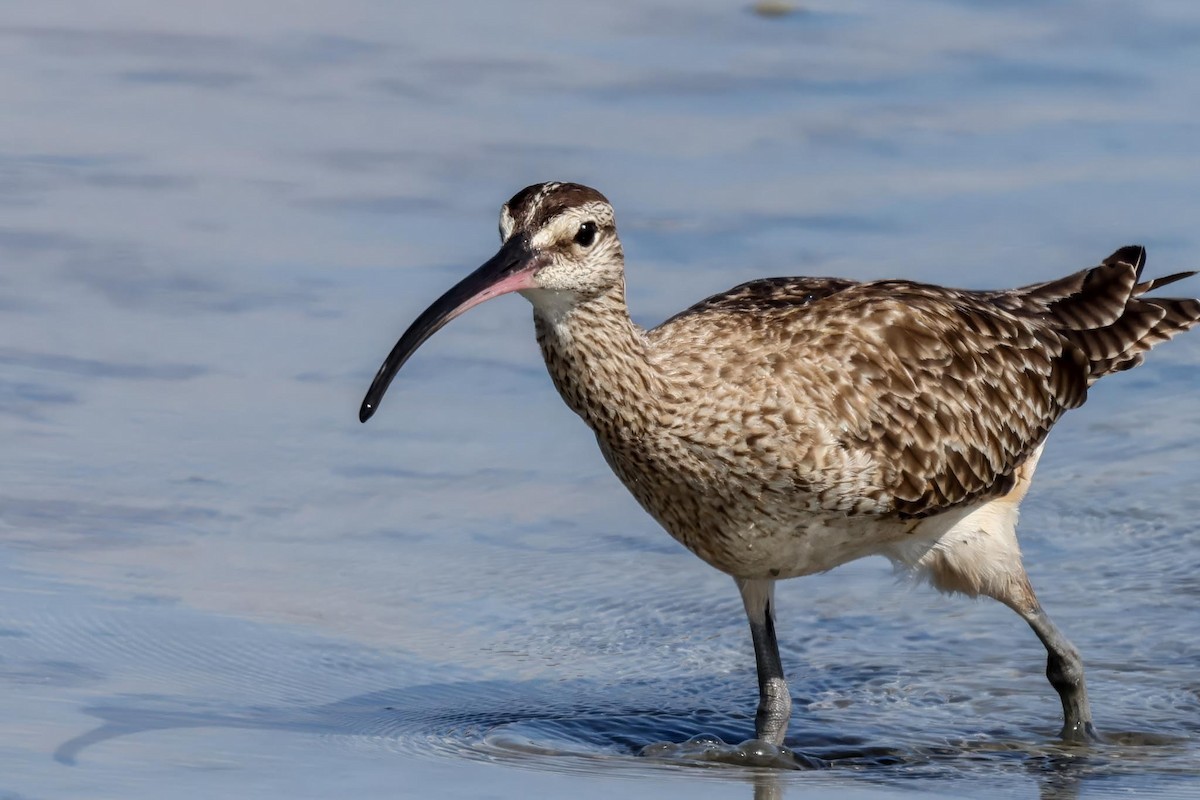 Hudsonian Whimbrel - ML647003816