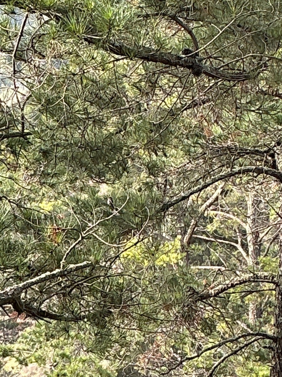 Black Phoebe - ML647003853