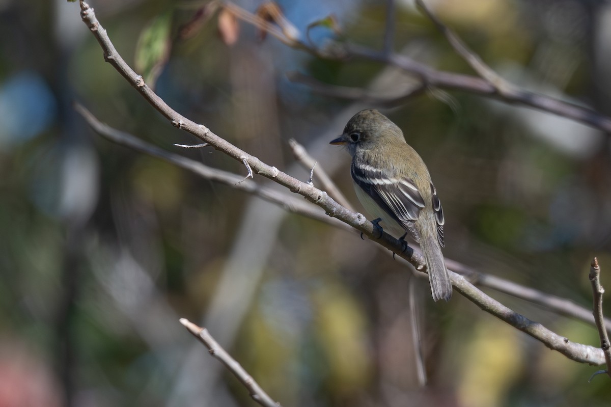 Least Flycatcher - ML647003854
