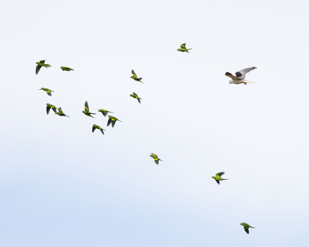 White-tailed Kite - ML647003862