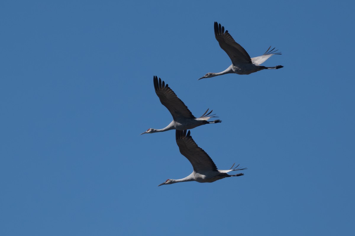 Sandhill Crane - ML647003863