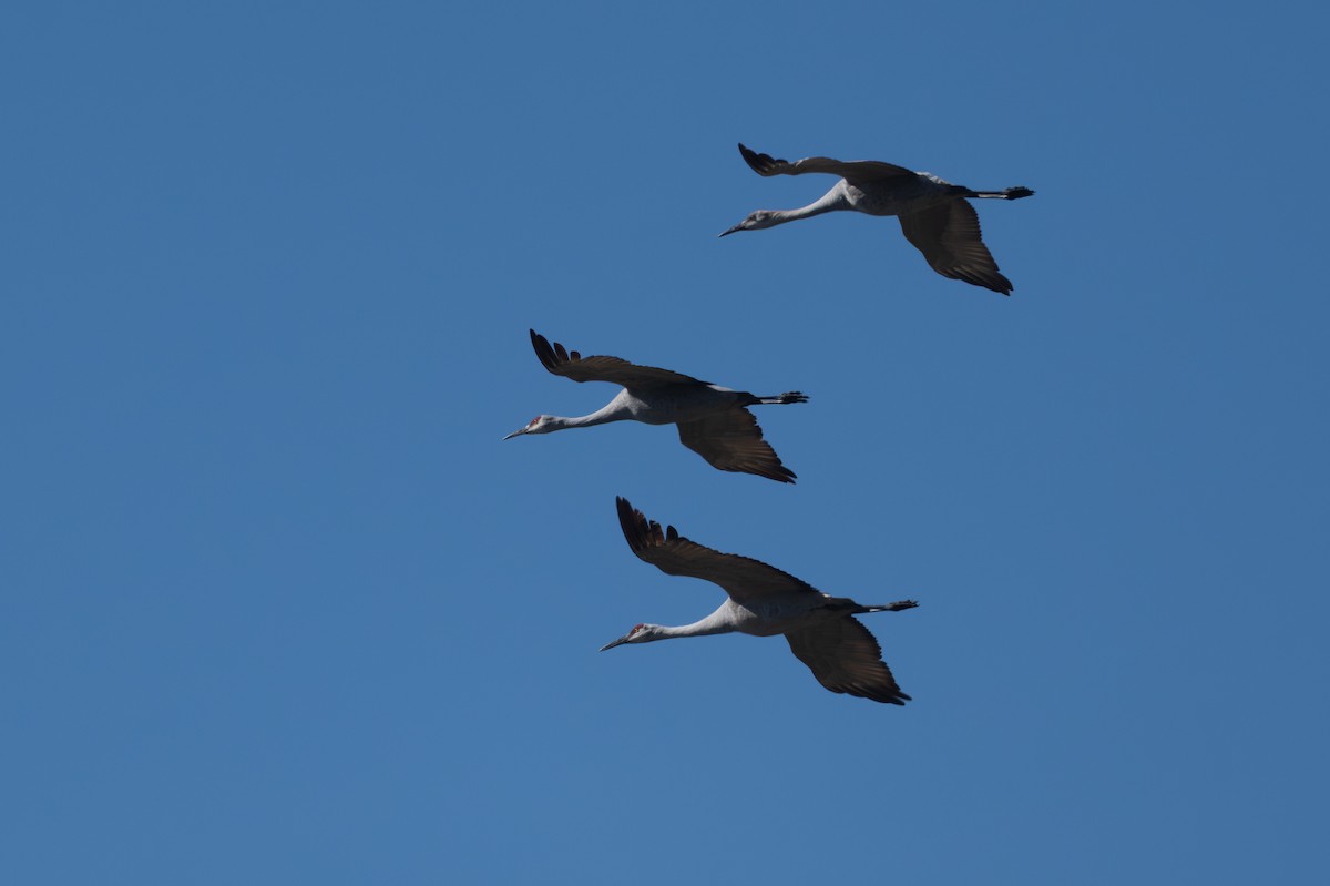 Sandhill Crane - ML647003865