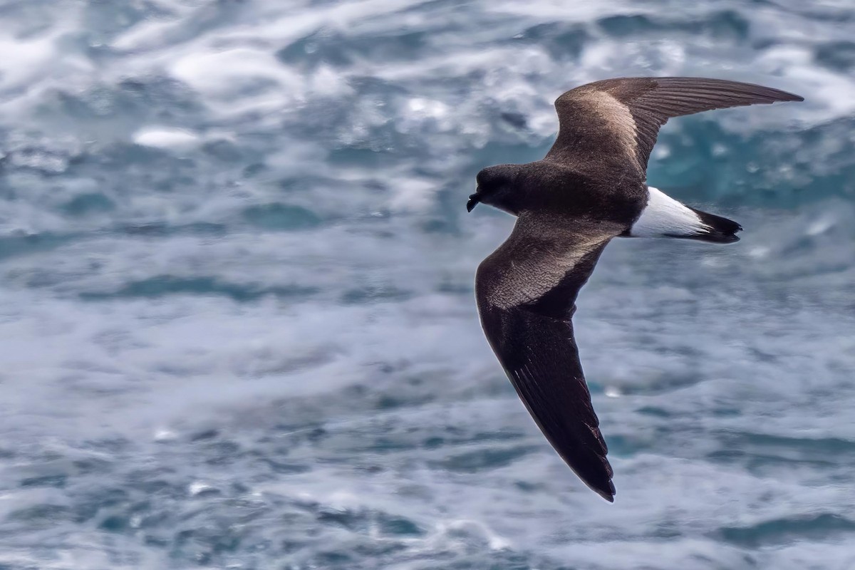 Wedge-rumped Storm-Petrel - ML647003871