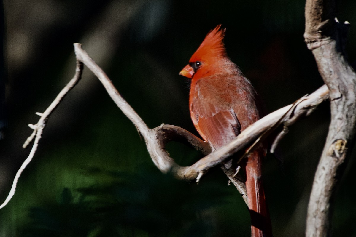 Northern Cardinal - ML647003872