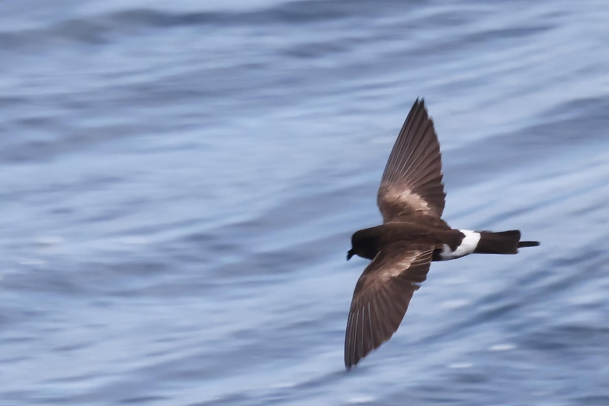 Elliot's Storm-Petrel - ML647003876