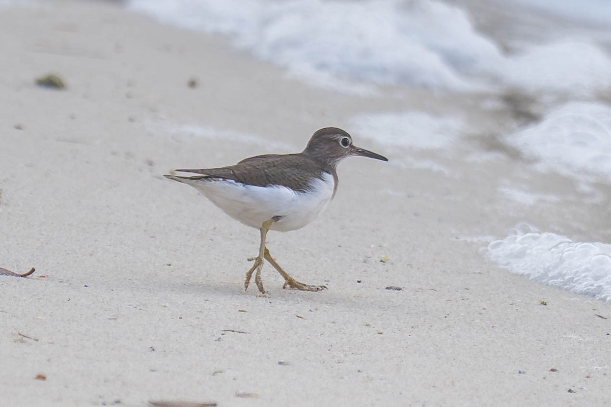 Common Sandpiper - ML647003882